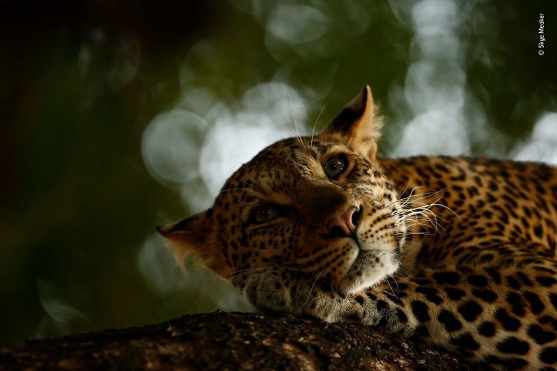 "Мечты леопарда" - Скай Микер, ЮАР, победитель в категории "Юные фотографы" Wildlife Photographer of the Year, дикая природа, животные, красота, снимки-победители, фото, фотография, фотоконкурс