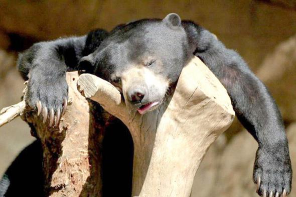 Животные после праздников