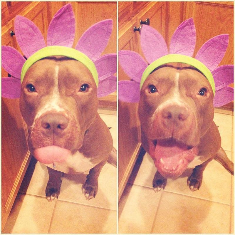 питбули, собаки, стиль