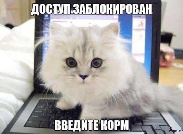 Глядя на эти фото, ты будешь смеяться так, что сбегутся соседи! Глядя на эти фото, ты будешь смеяться так, что сбегутся соседи!