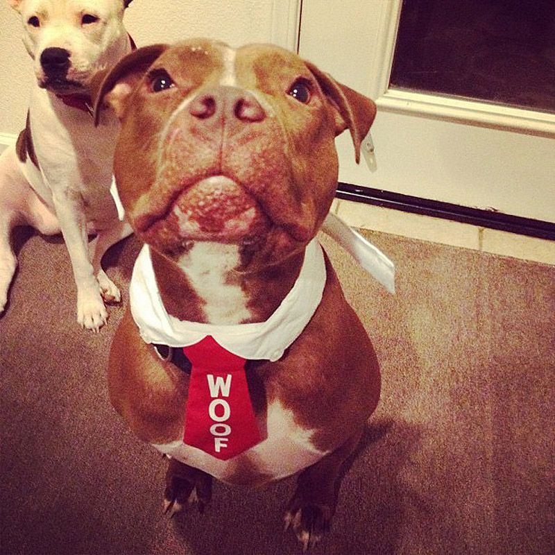 питбули, собаки, стиль