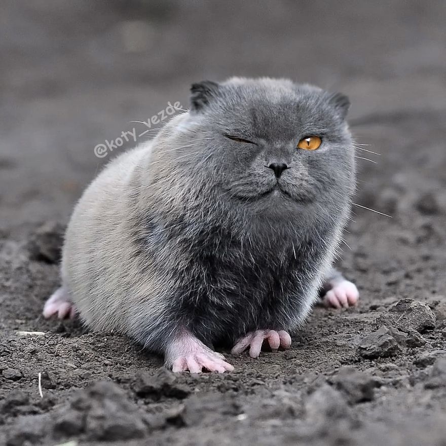 animals-photoshopped-cats-koty-vezde-118-5dad811498989__880.jpg animals-photoshopped-cats-koty-vezde-118-5dad811498989__880.jpg