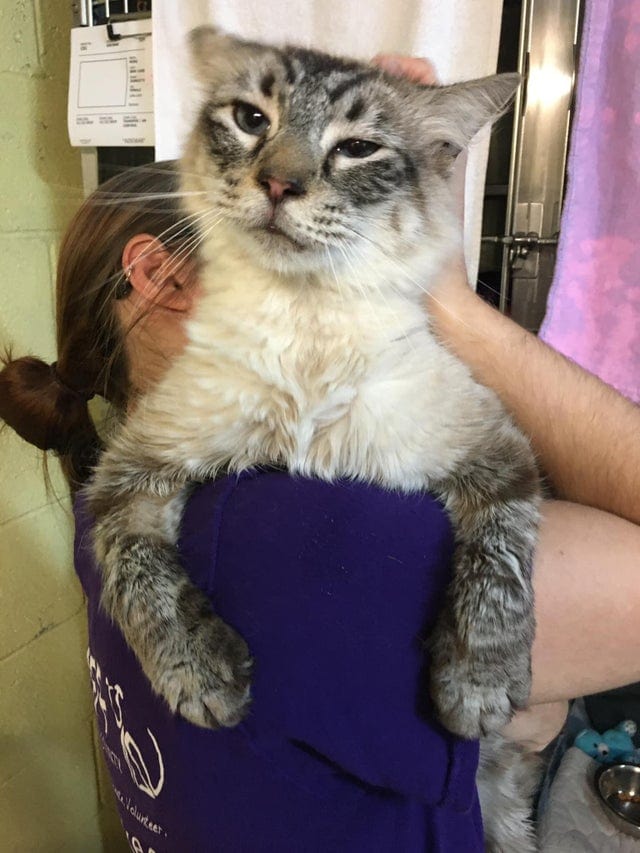 Огромные котики