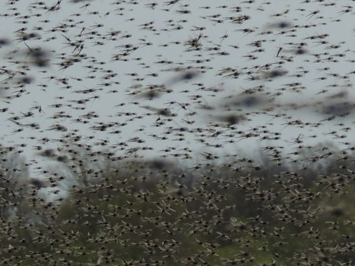 mosquitos17 Нашествие комаров в Висконсине