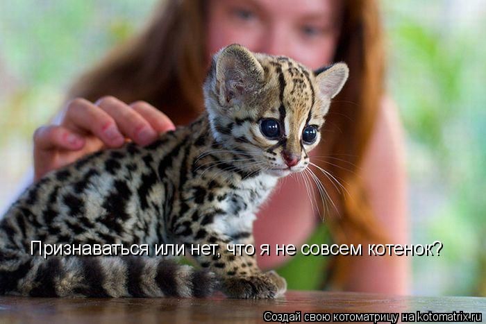 Лучшие котоматрицы недели (50 фото)