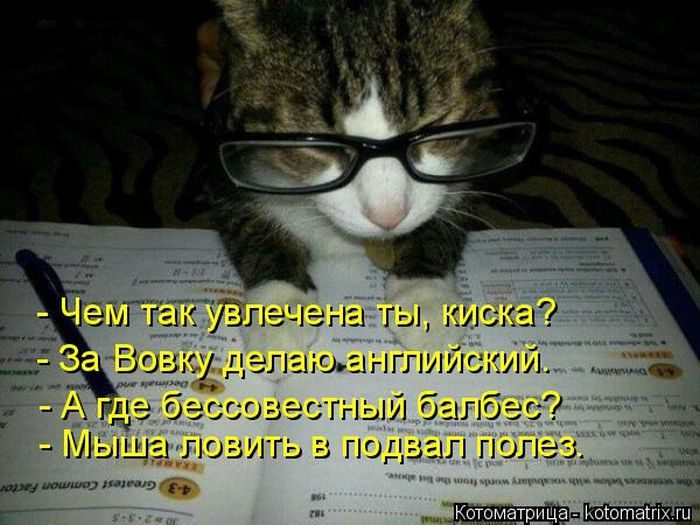 Котейки, собаки и один конь желают всем хорошего настроения!