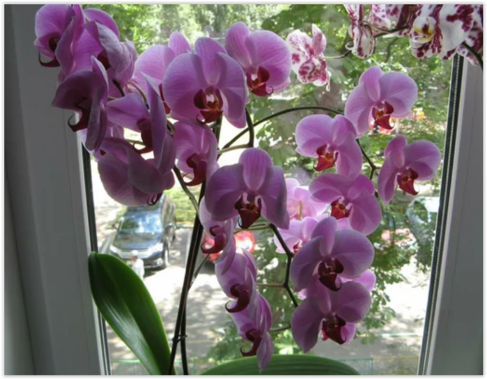 3925073_Screen_Shot_031019_at_03_52_PM (700x544, 545Kb)