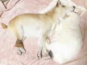 Кот ухаживает за собакой, которая больна старческим слабоумием Кот ухаживает за собакой, которая больна старческим слабоумием
