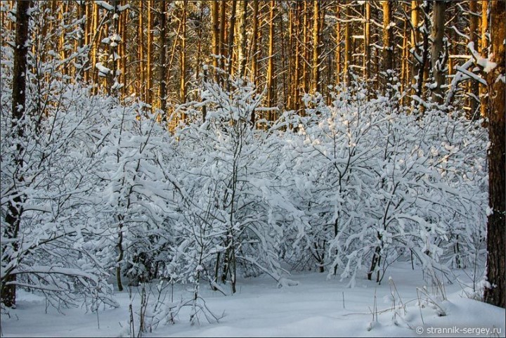 Сладкий пир зимней природы