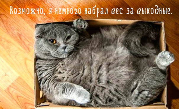 Картинки этих смешных котов развеселят вас за 1 минуту Картинки этих смешных котов развеселят вас за 1 минуту