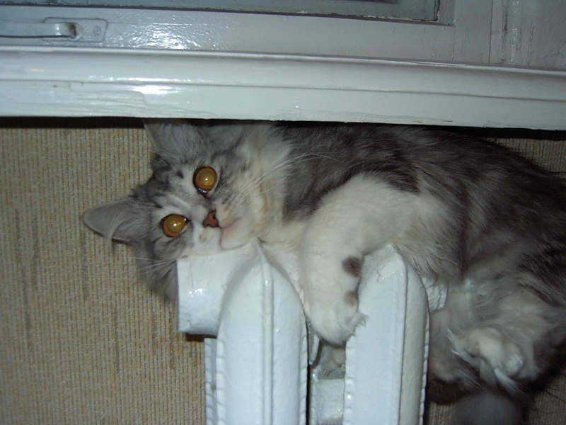 Кошачьей мерзлявости пост Мерзляки