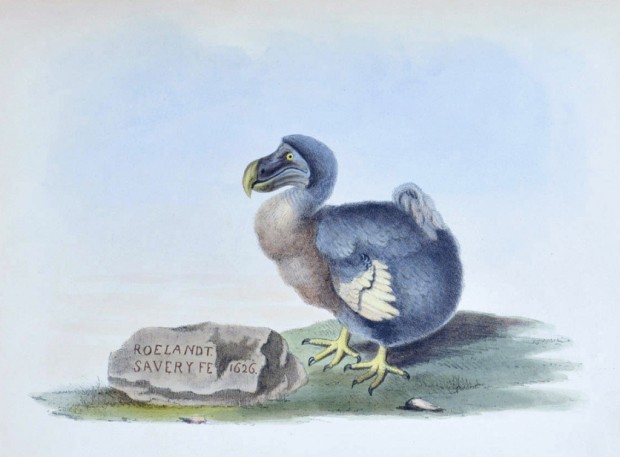 Дронты (лат. Raphidae) (англ. Dodo)