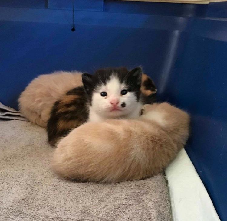 Котенок очень старался привлечь к себе внимание и это у него получилось!
