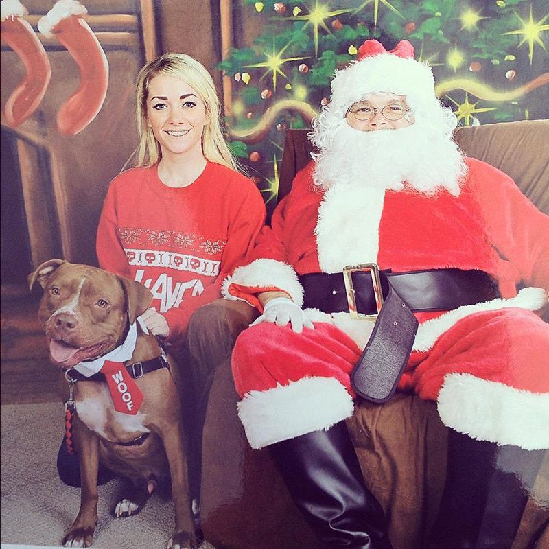 питбули, собаки, стиль