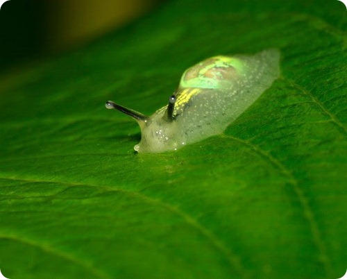 Полуслизень Gaeotis flavolineata