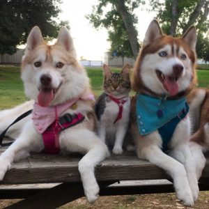 Кошка, которую спасли и вырастили хаски, теперь считает себя большой и отважной собакой Кошка, которую спасли и вырастили хаски, теперь считает себя большой и отважной собакой
