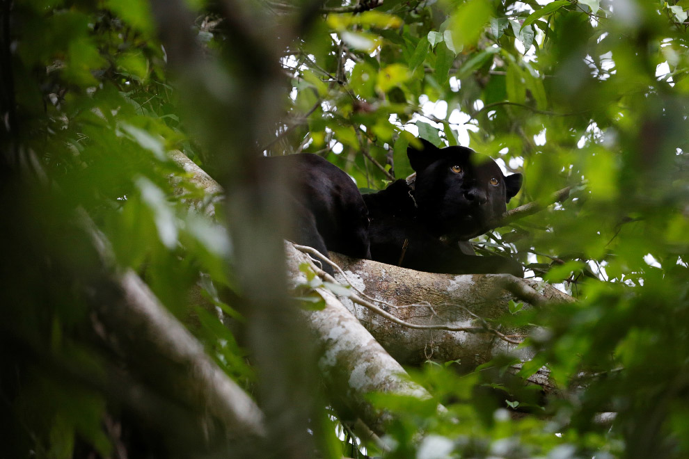 Brazil jaguars find safe haven in rainforest trees Brazil jaguars find safe haven in rainforest trees