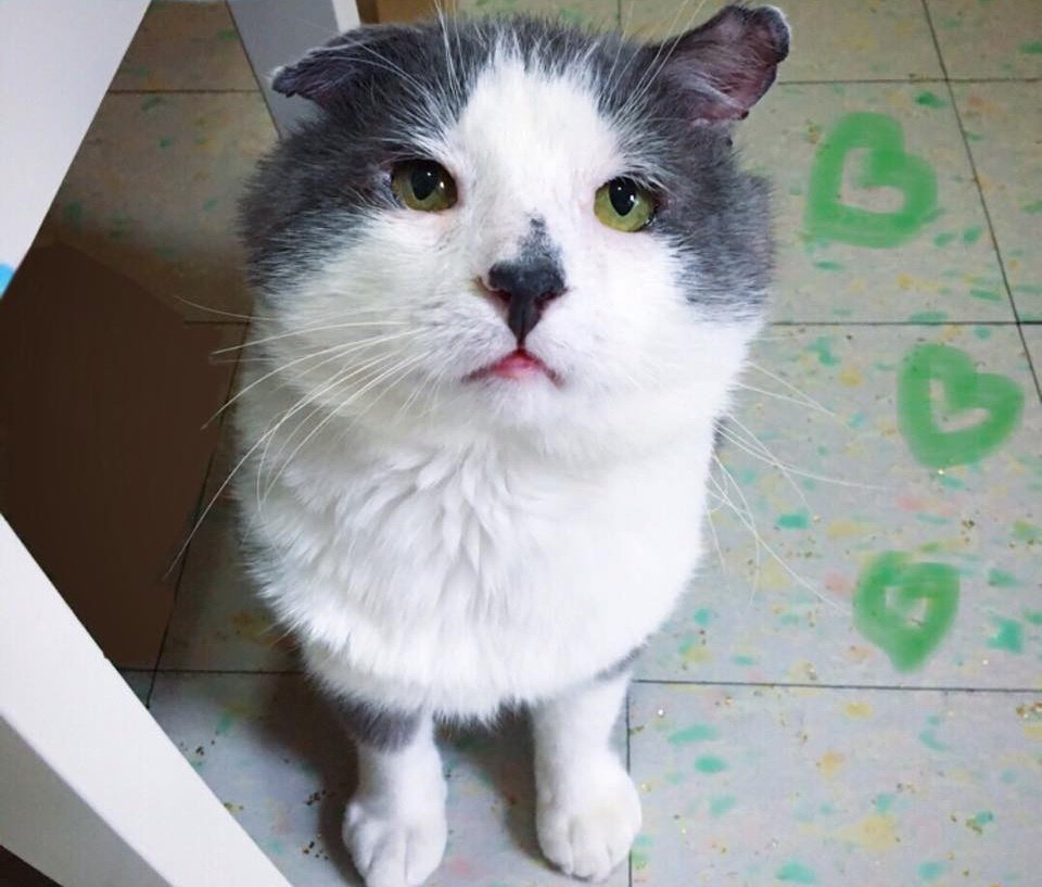 Без кота и жизнь не та