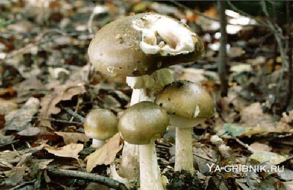 http://ya-gribnik.ru/images/blednaya-poganka/1.jpg