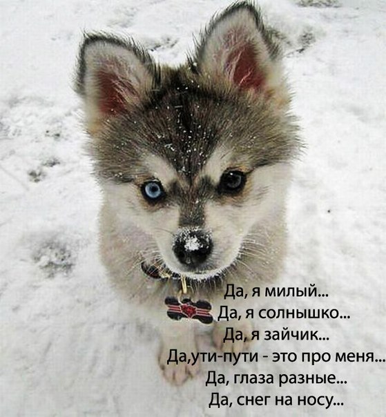 песня слова кукушка гагарина песня слова кукушка гагарина