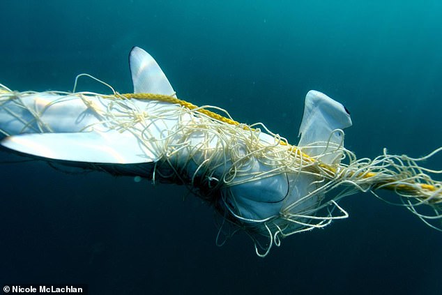 Запутавшаяся в сетях Queensland Shark Control акула-молот Запутавшаяся в сетях Queensland Shark Control акула-молот