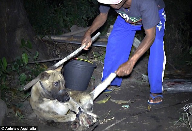 Disturbing footage captured by the animal rights organisation show how dogs are tied up and killed before their meat is sold as chicken satay sticks at tourists hubs