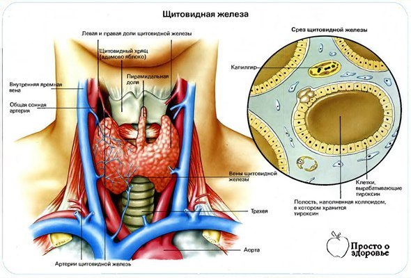 Каша для щитовидной железы