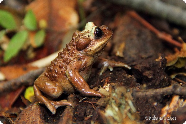 Лягушка Буллока (лат.Telmatobufo bullocki)