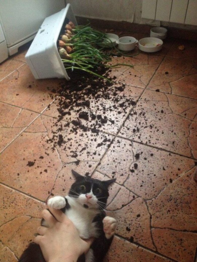 Ох, уж эти кошки!) Ох, уж эти кошки!)