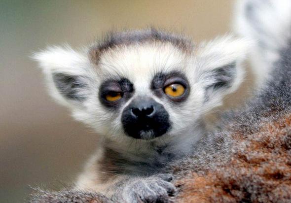 Животные после праздников