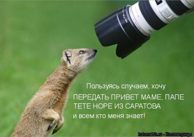 Смешные котоматрицы)) Смешные котоматрицы))