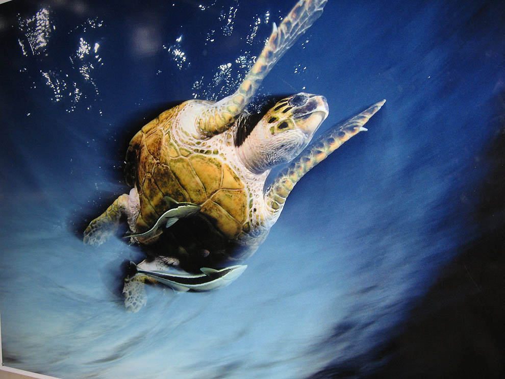 1477 Фотоработы Дэвида Дубиле