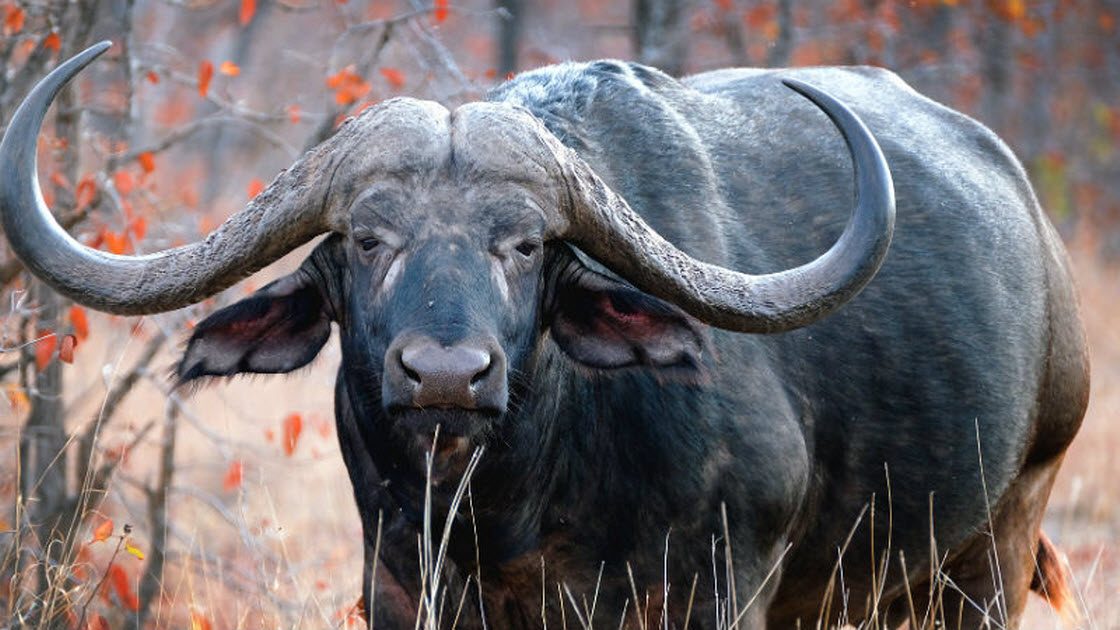 10 самых опасных животных планеты 10 самых опасных животных планеты
