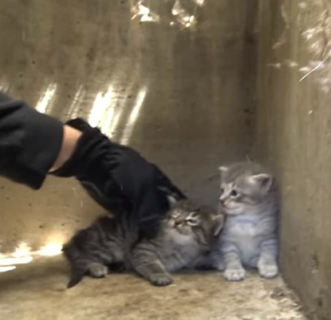 Котят забирают Котят трогают