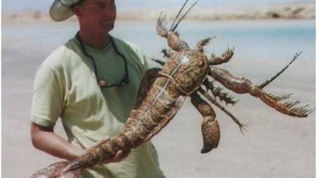 19-large-lobster_tn