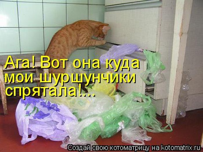 Лучшие котоматрицы недели (50 фото)