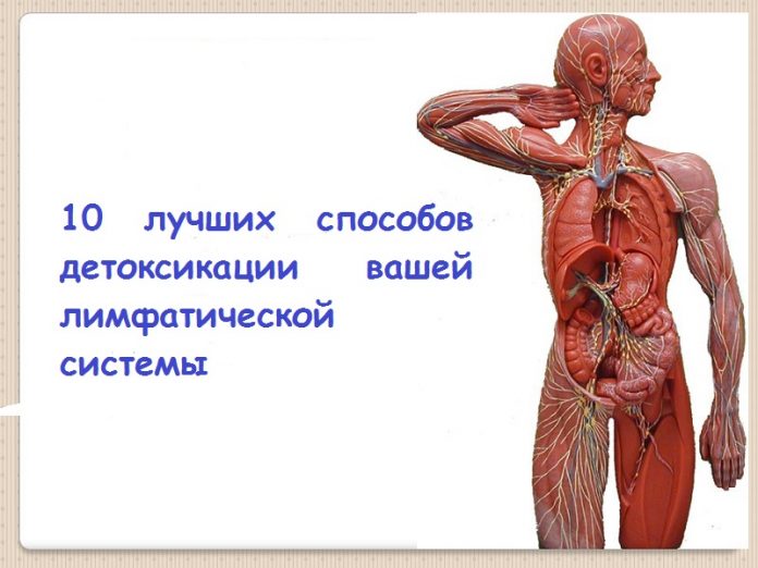 Lymphatic+Model+locations+of+lymph+nodes+abdominal+axillary+cervical