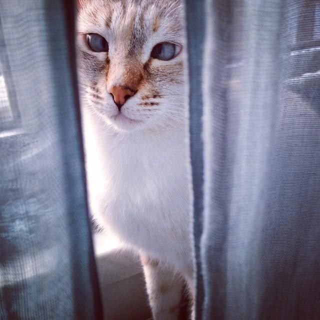 Милейшие косоглазые коты, чей изъян делает их уникальными Милейшие косоглазые коты, чей изъян делает их уникальными животные, косоглазые коты