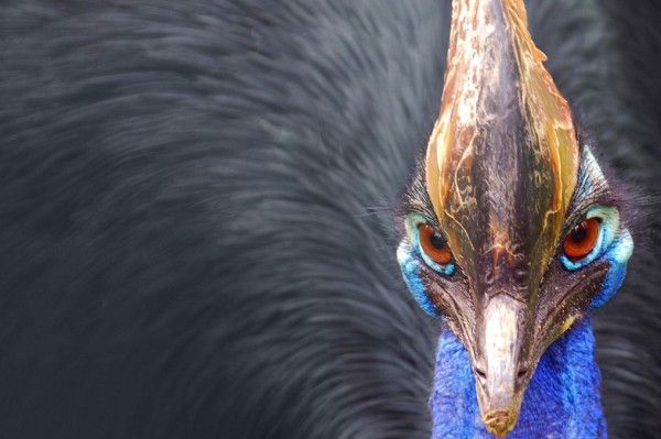 10 птиц, которых стоит избегать (10 фото)