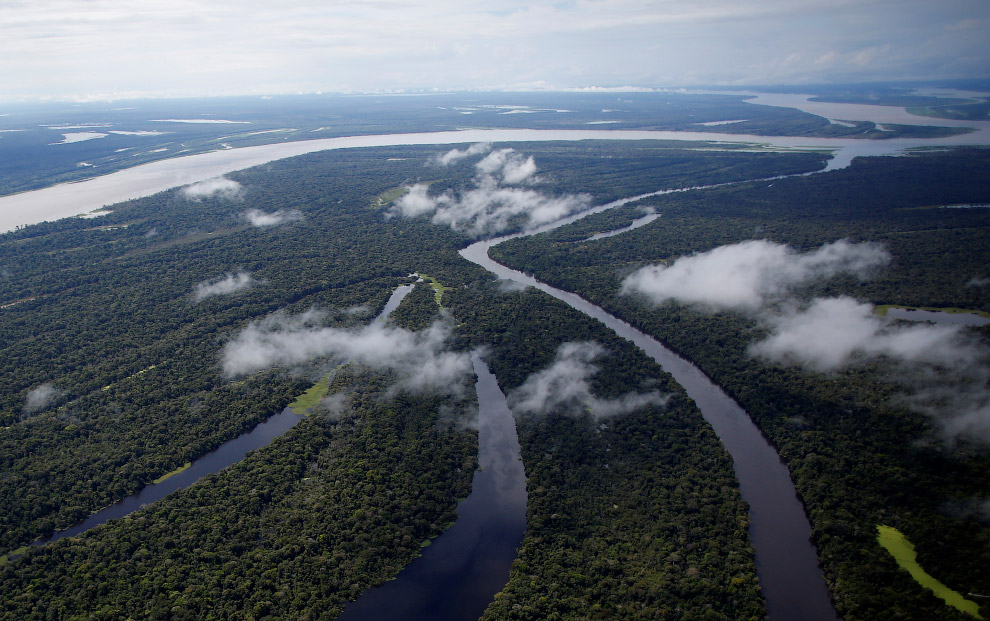 Brazil jaguars find safe haven in rainforest trees