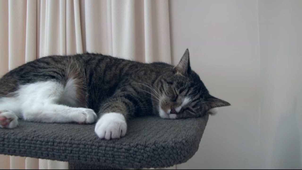 3 минуты, которые ломают все стереотипы о кошках. Хочу себе такую же! 3 минуты, которые ломают все стереотипы о кошках. Хочу себе такую же!
