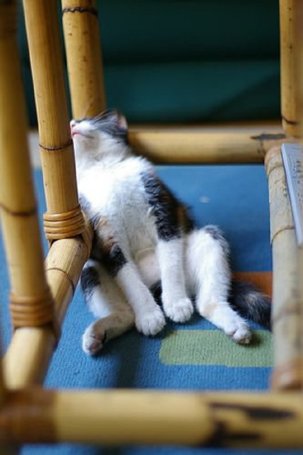27 котов, уснувших в самых неподходящих местах кот, сон