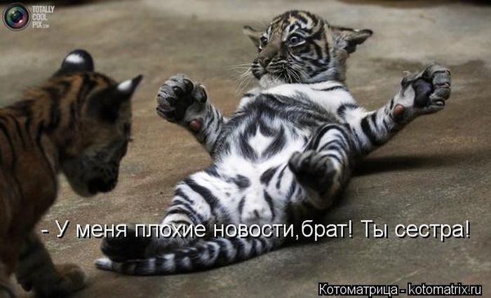 Котоматрицы великолепные, каждая с кусочком тепла, позитива и улыбкой! Котоматрицы великолепные, каждая с кусочком тепла, позитива и улыбкой!