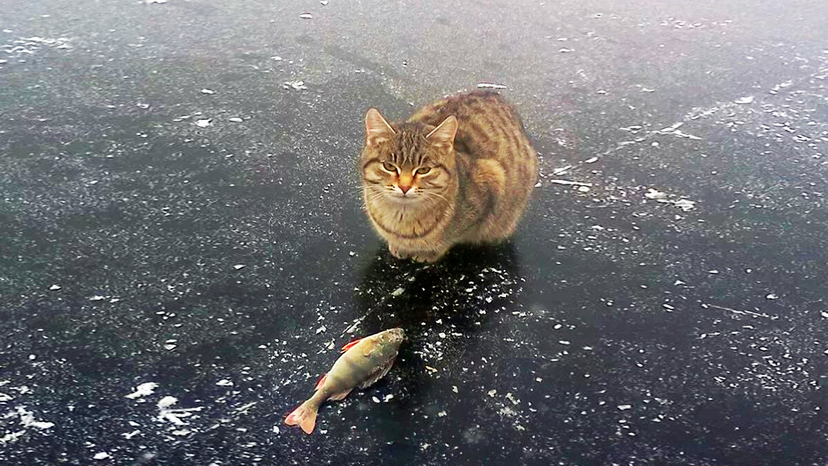 рыба кот фото