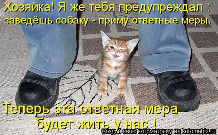 Лучшие котоматрицы недели (50 фото)