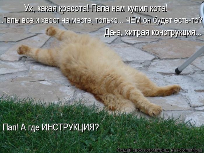 Лучшие котоматрицы недели (50 фото)