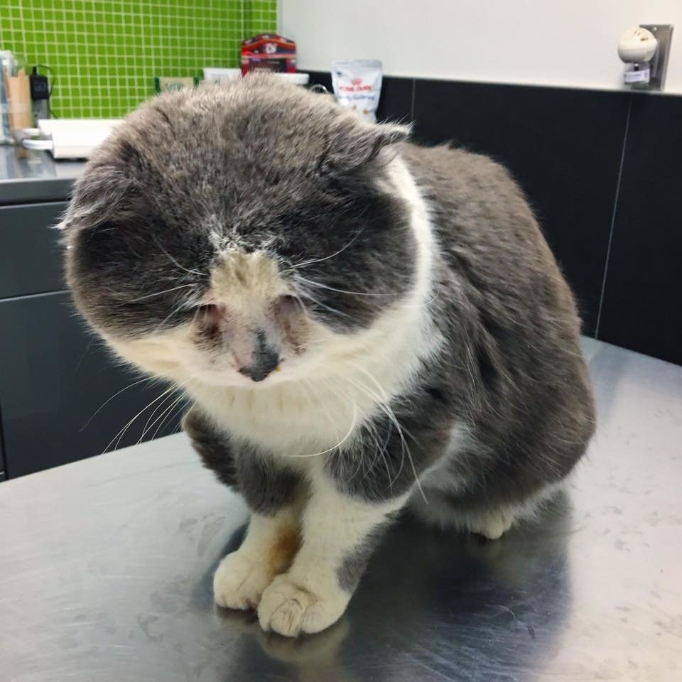 Без кота и жизнь не та
