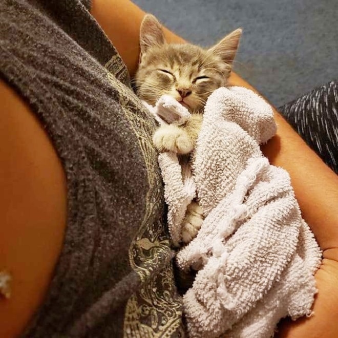 Уснувший котенок Котенок спит