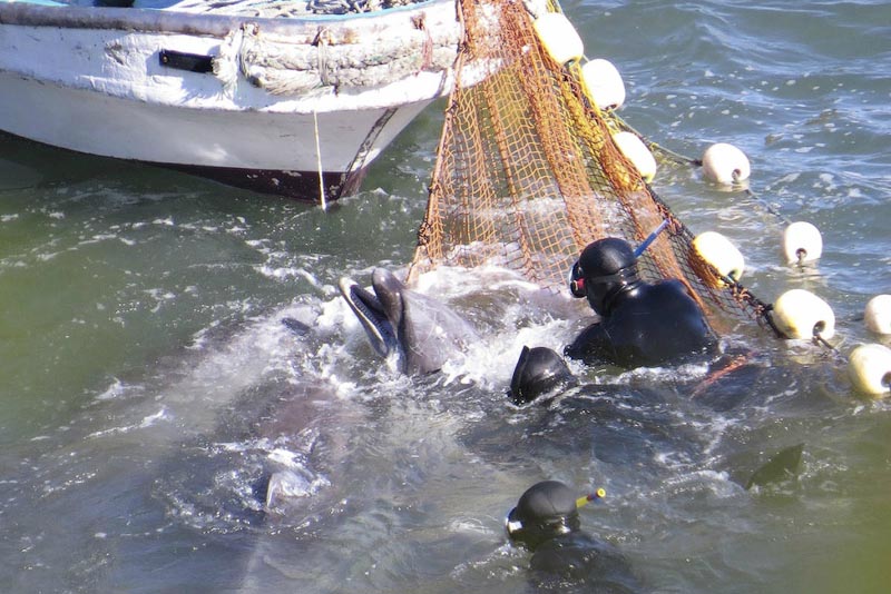 0 bcd52 35b6e997 orig В Японии продолжаются жестокие убийства дельфинов