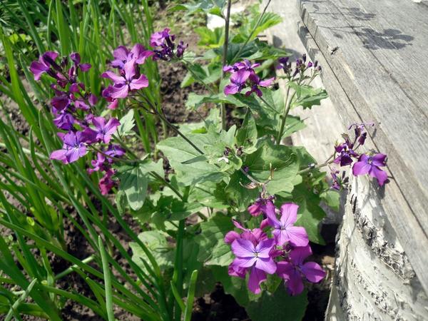 Куст лунника